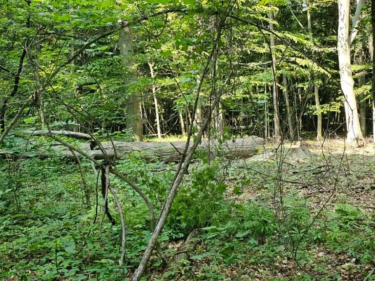 Fallen tree in a lush forest setting, illustrating sustainable logging practices and forest management by Woods Forestry Service.