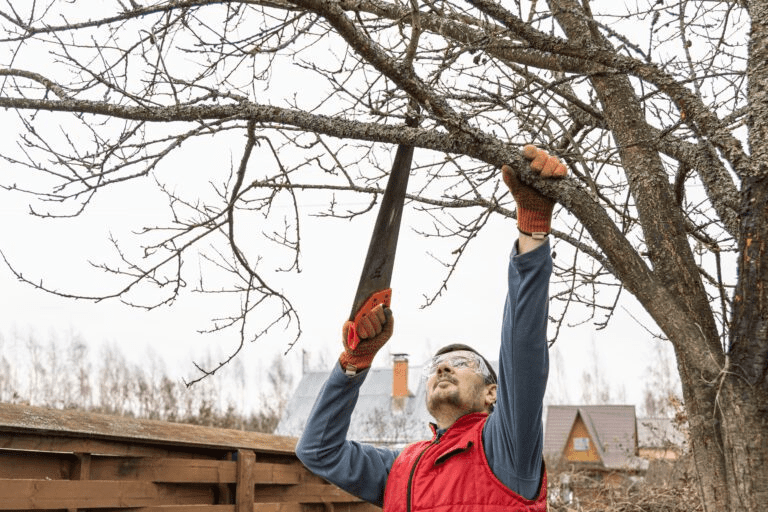 Man using a saw to prune a tree, demonstrating professional tree care techniques for maintaining tree health and aesthetics.