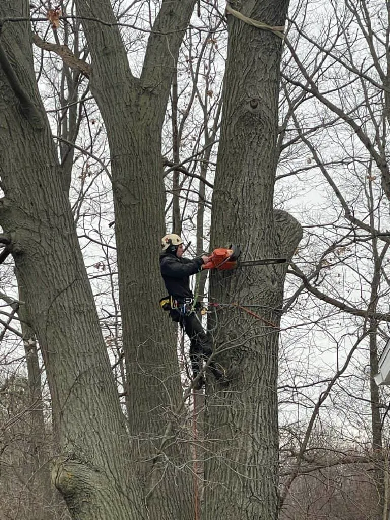Arborist using chainsaw for tree removal service, demonstrating professional tree care in Greater Lansing area, emphasizing safety and expertise.