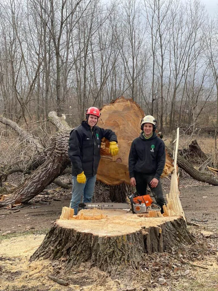 Two arborists standing beside a freshly cut tree stump, wearing safety gear including helmets and gloves, with a chainsaw and wood chips scattered around, showcasing professional tree removal services in a wooded area.